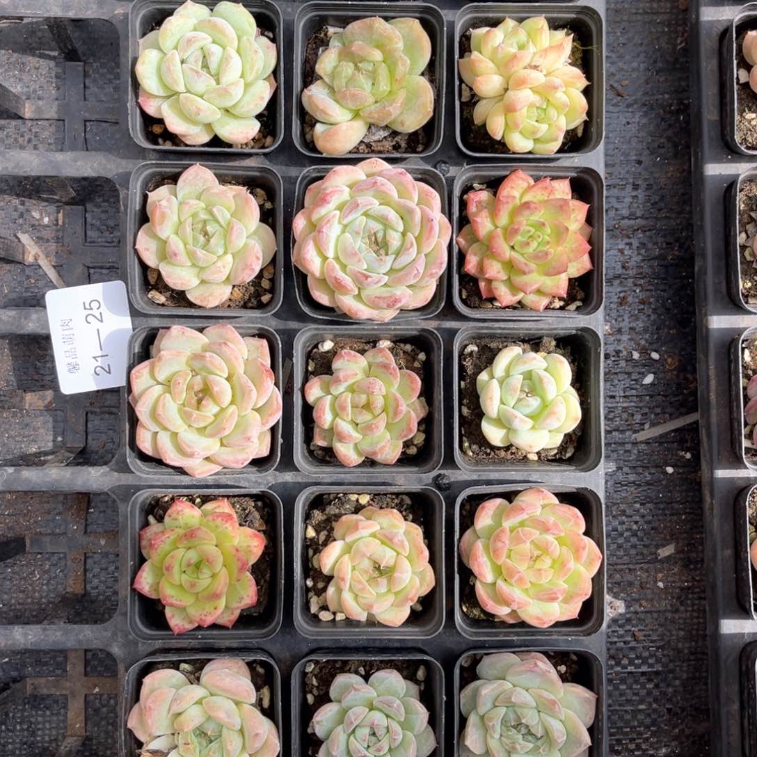 左四多肉一物一拍21-25