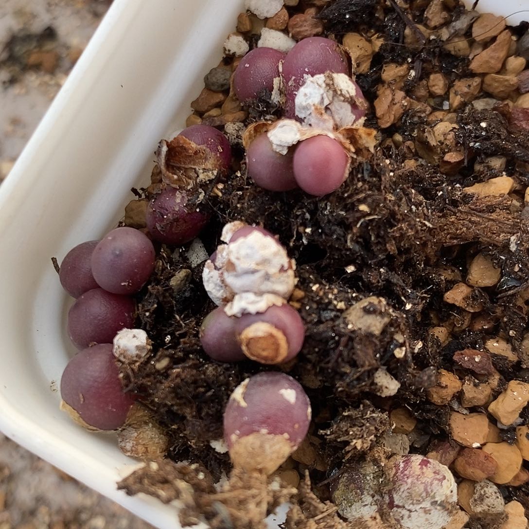 1077紫葡萄一组。         