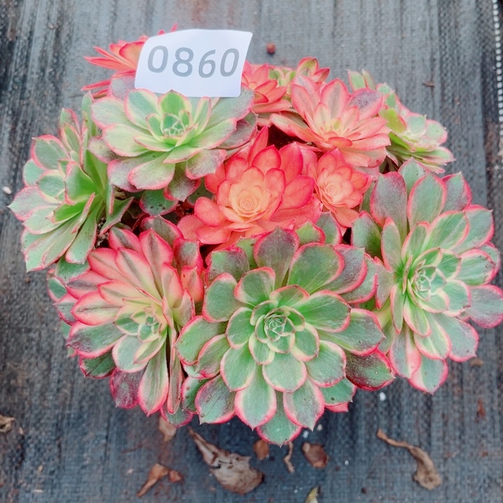 新品黑魔锦多肉发货