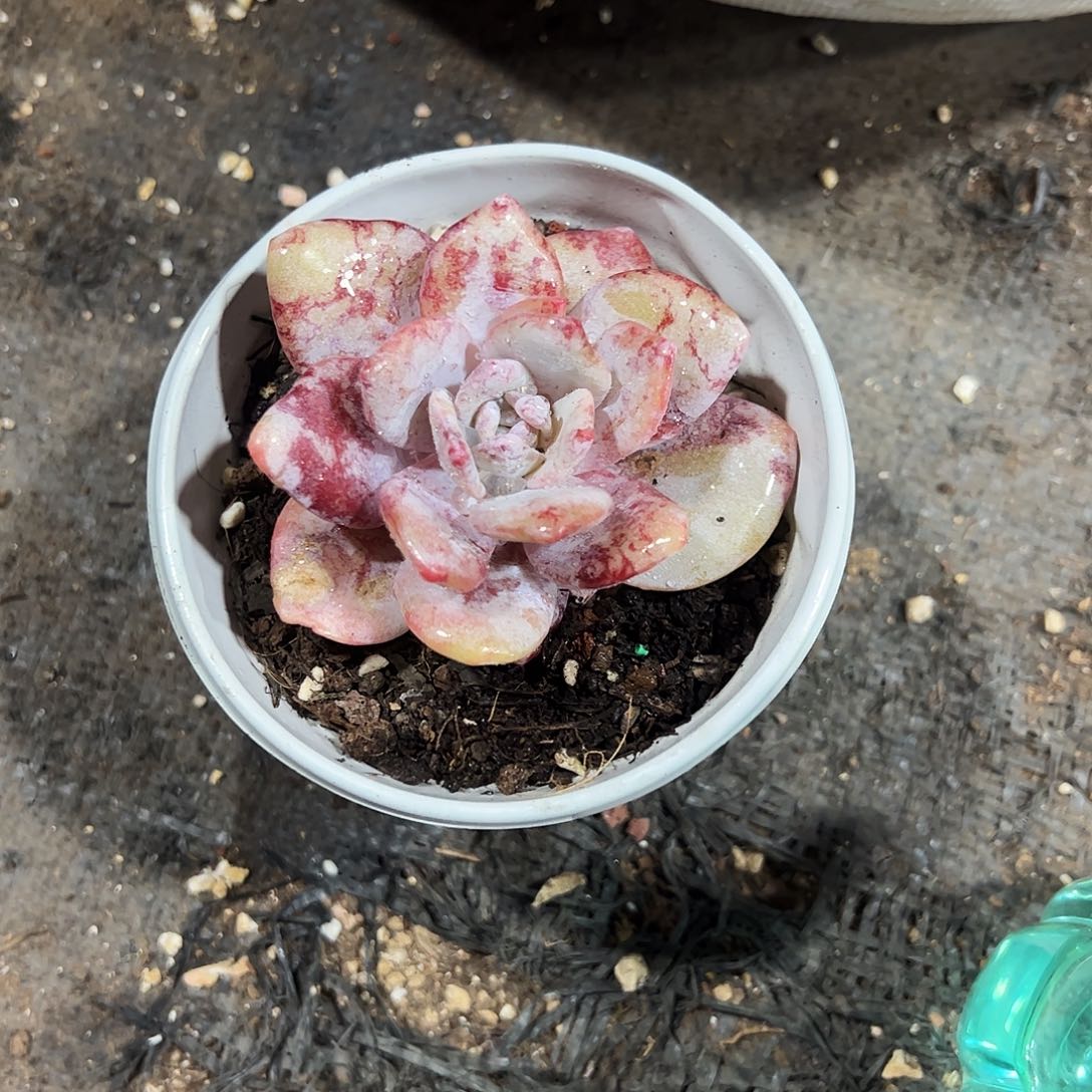 福***?雪莲石化多肉植物