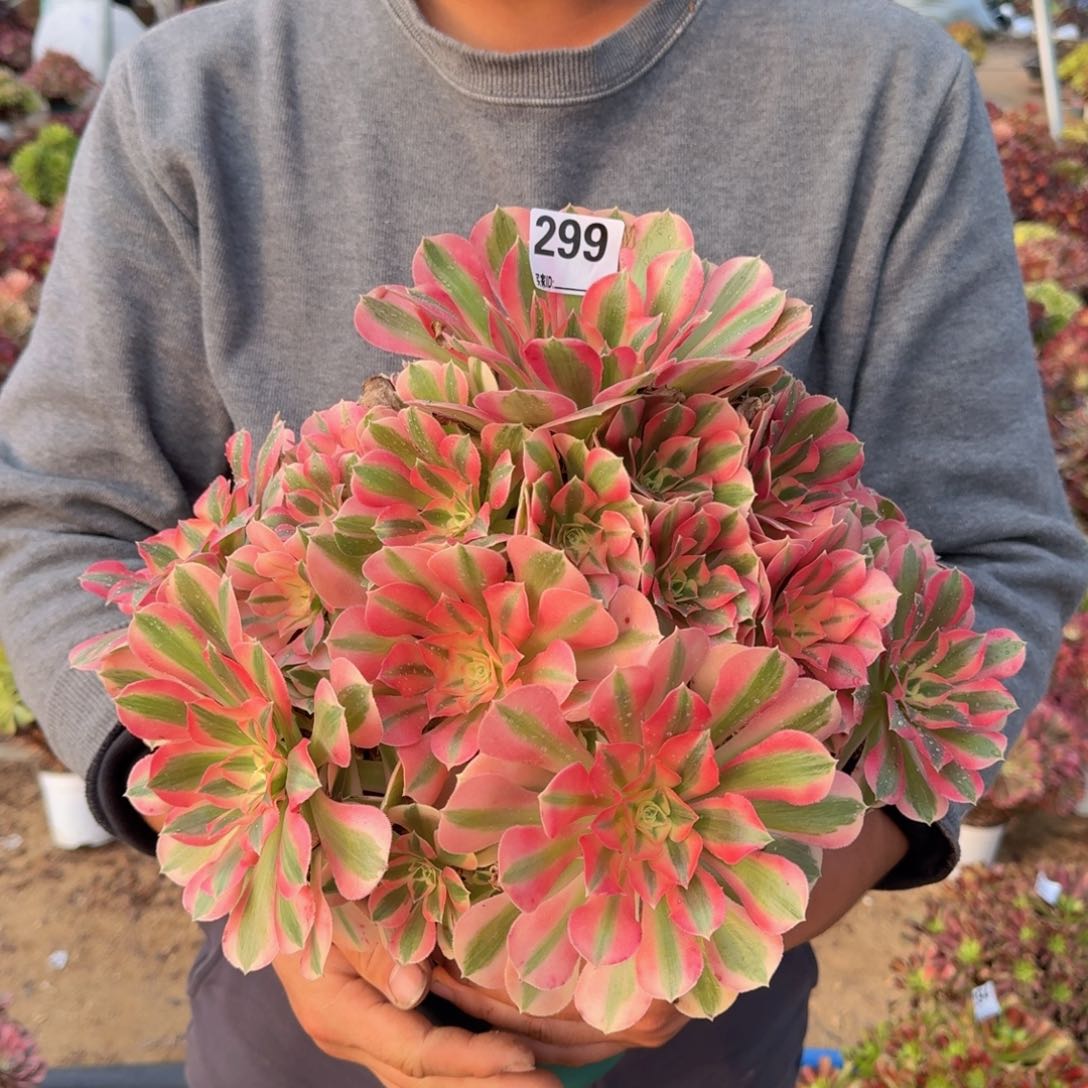 299粉女巫多肉植物