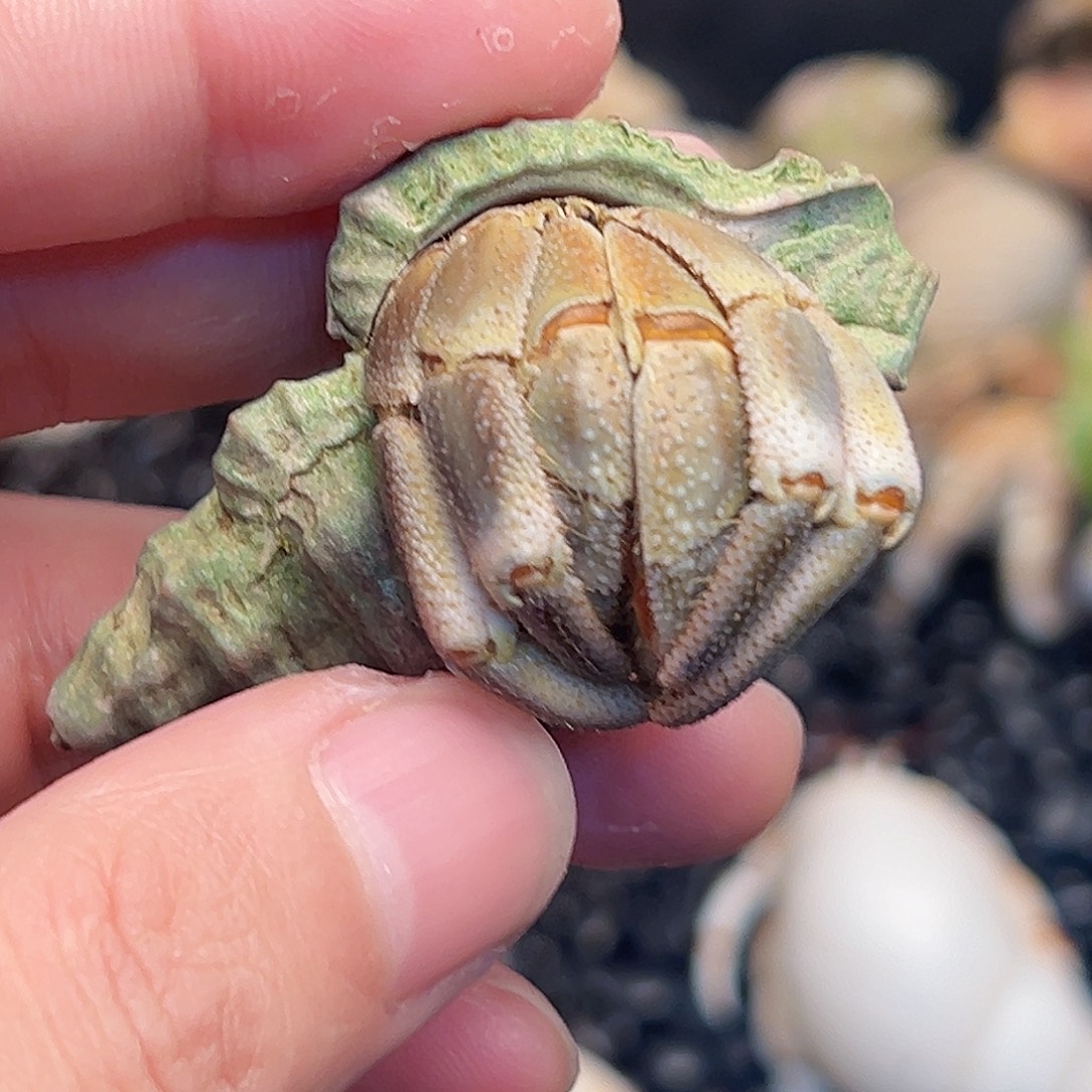 悟空大宝专属链接