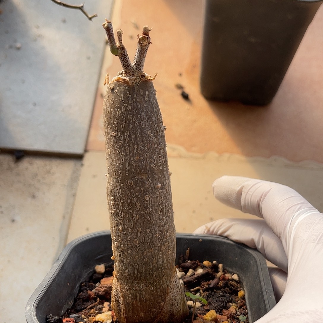 枫叶腺蔓一物一拍