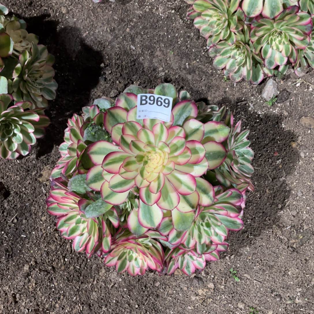 老五多肉9691111111