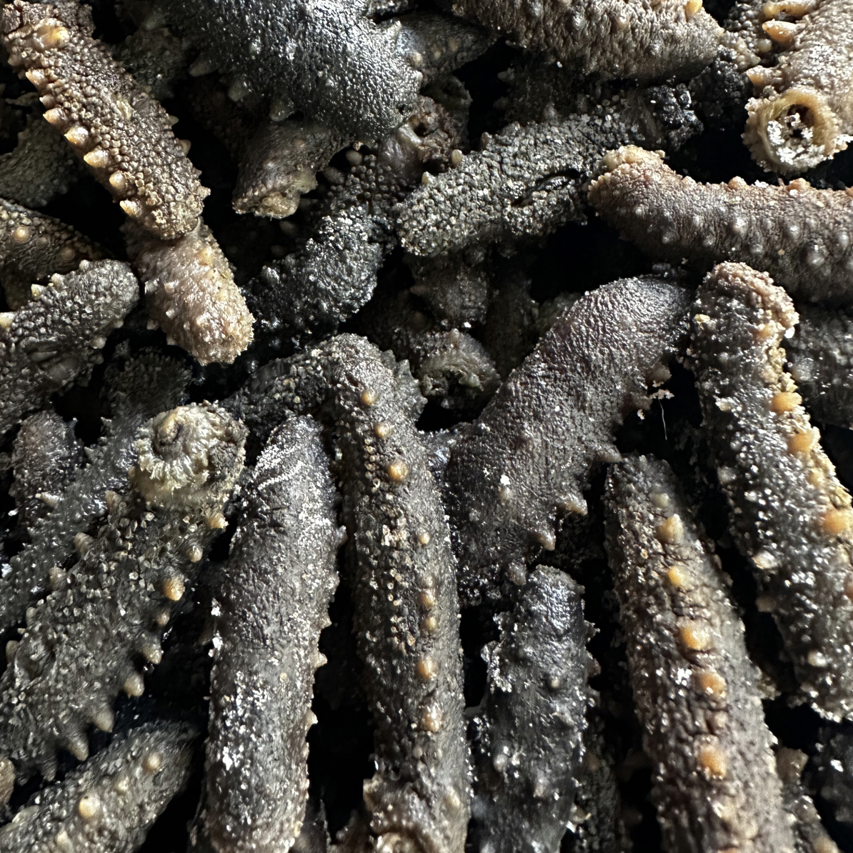 关西海参拉缸盐半干海参