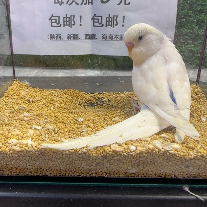 虎皮鹦鹉大头虎皮鹦鹉