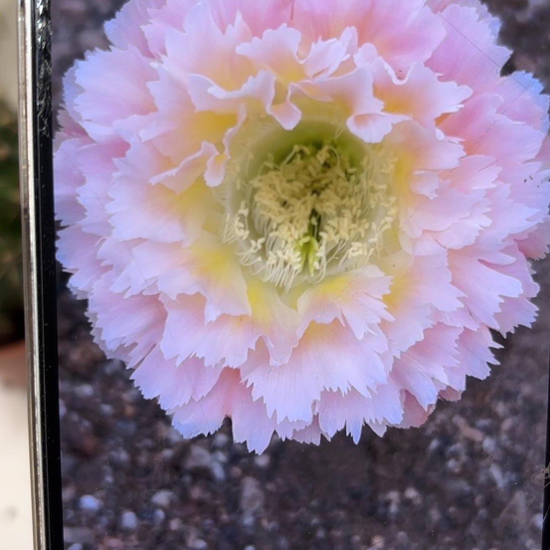 彩草颜如玉8.5公分左右