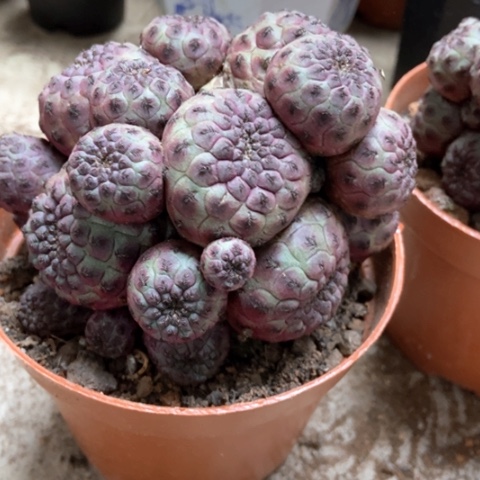 紫丽丸仙人球20米仙人球