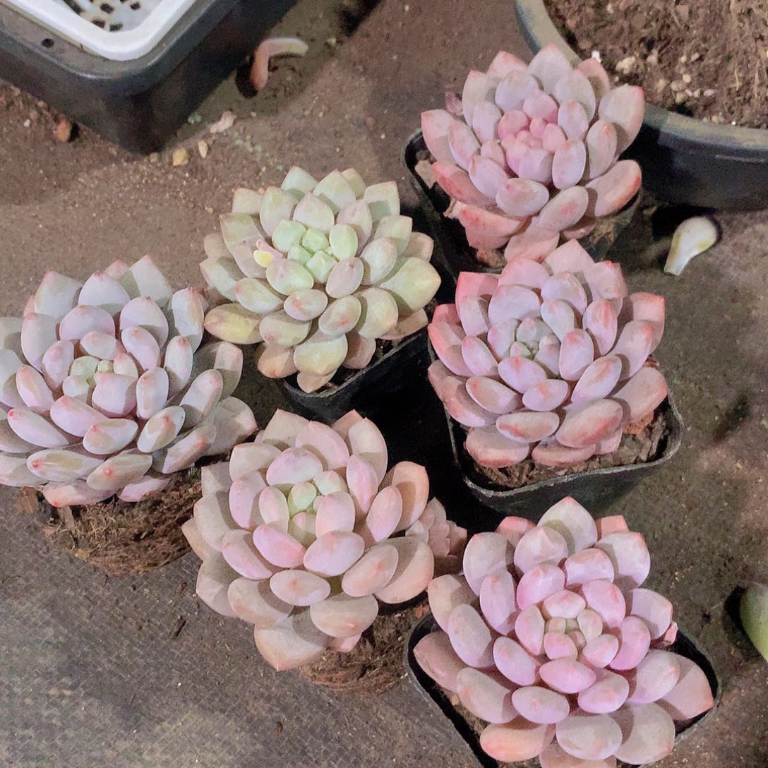 半夏捡漏4678999000000