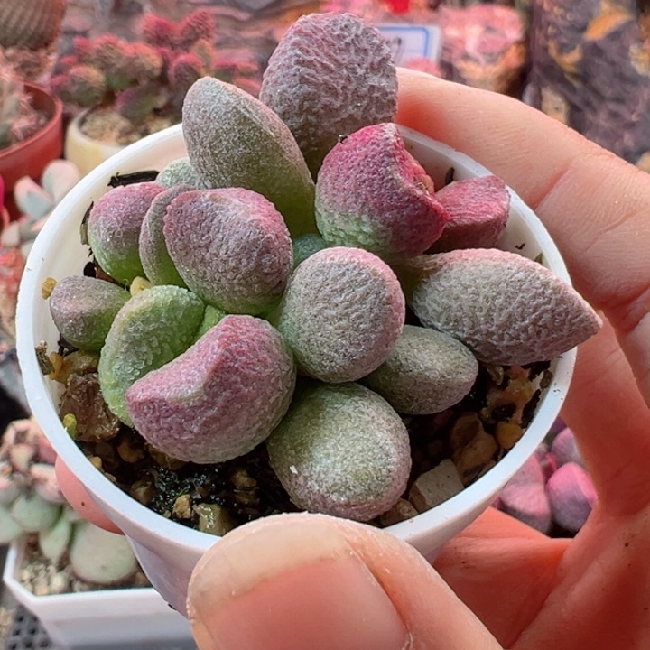 孟*哒我们都在努力着改变生活