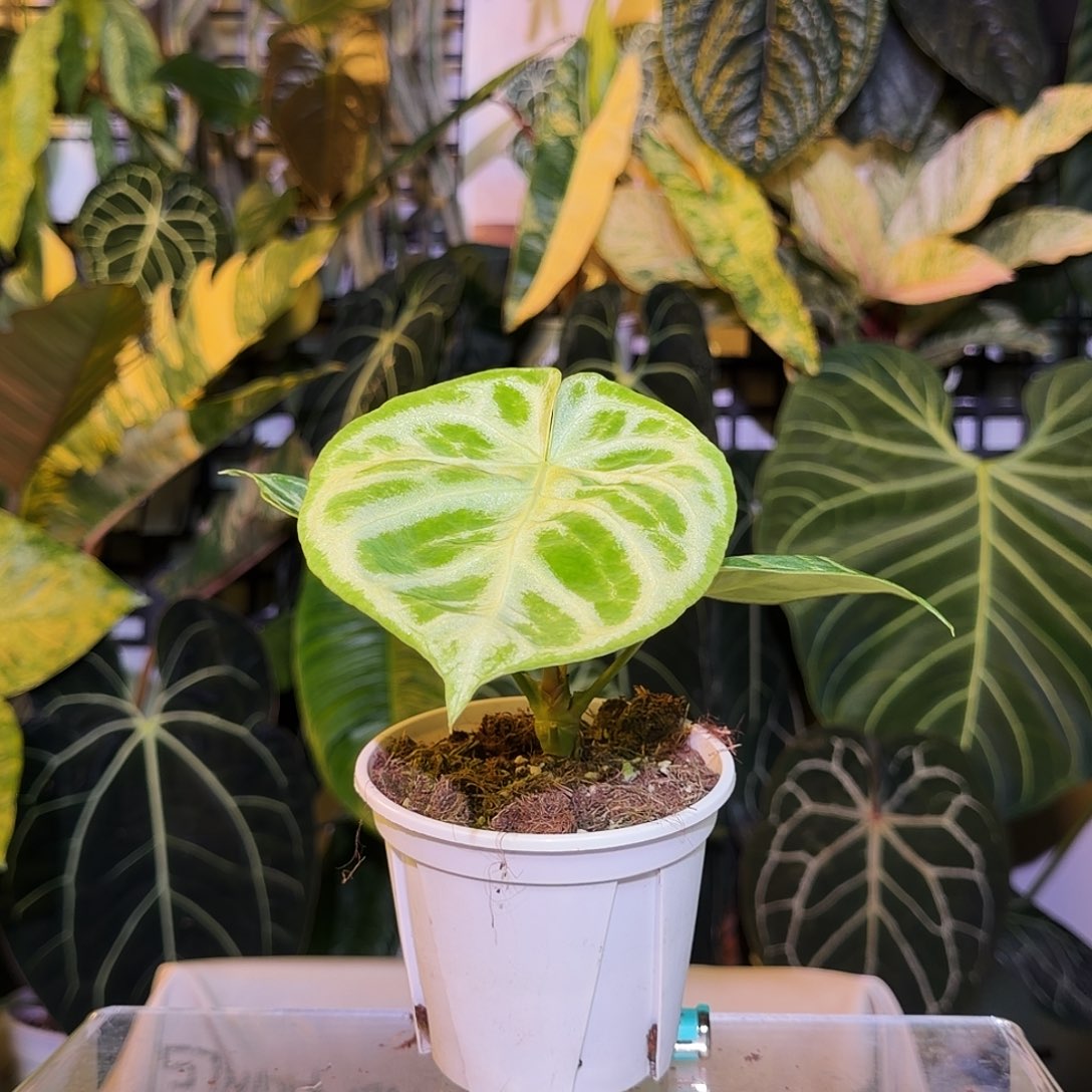 完全开放Q26铜锣烧杂极致撕裂纹