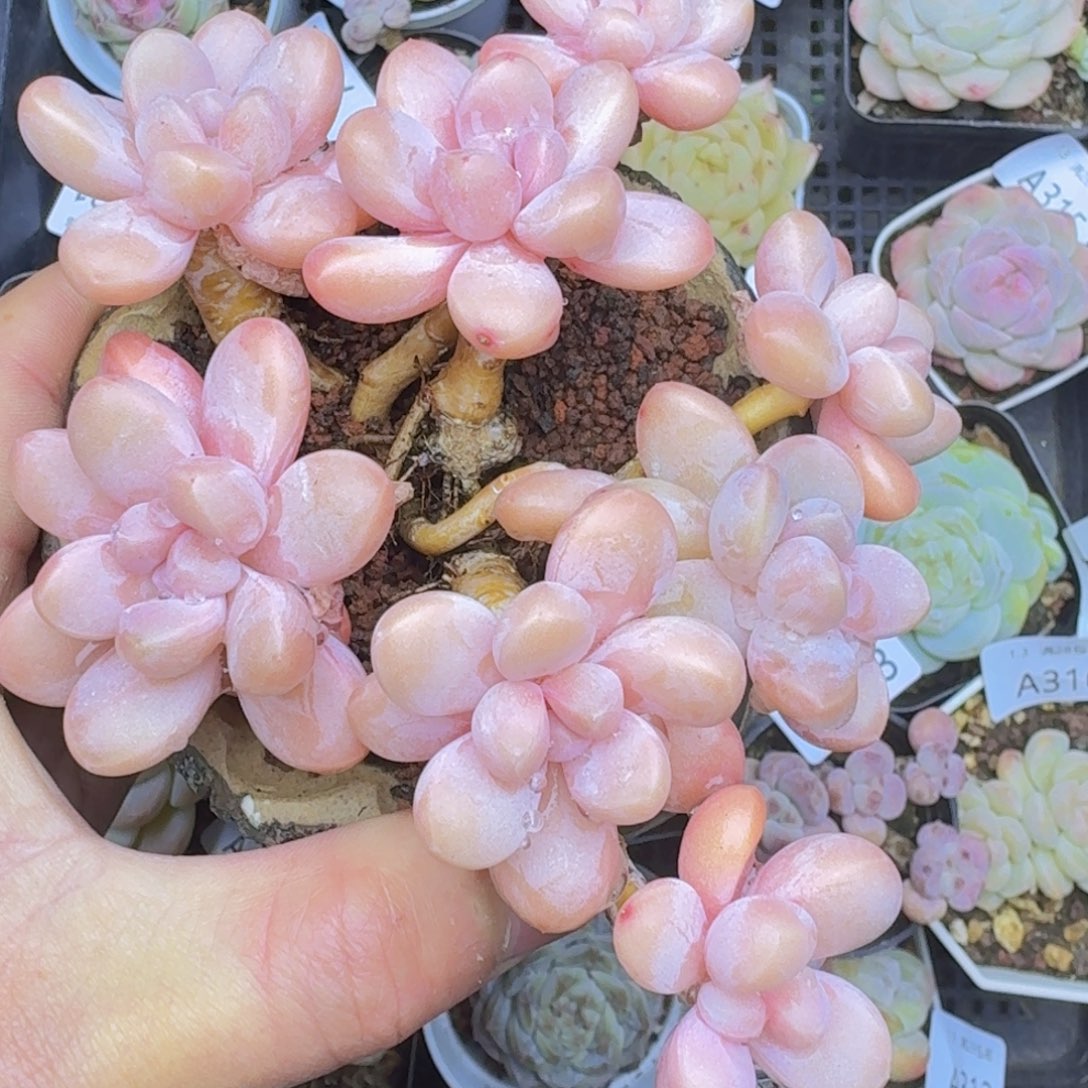 香芋老桩一颗脱土发货