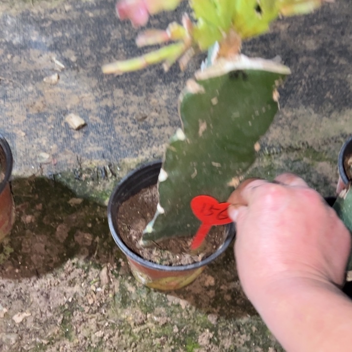 小***吕当前无花栽培后可以开花052  156