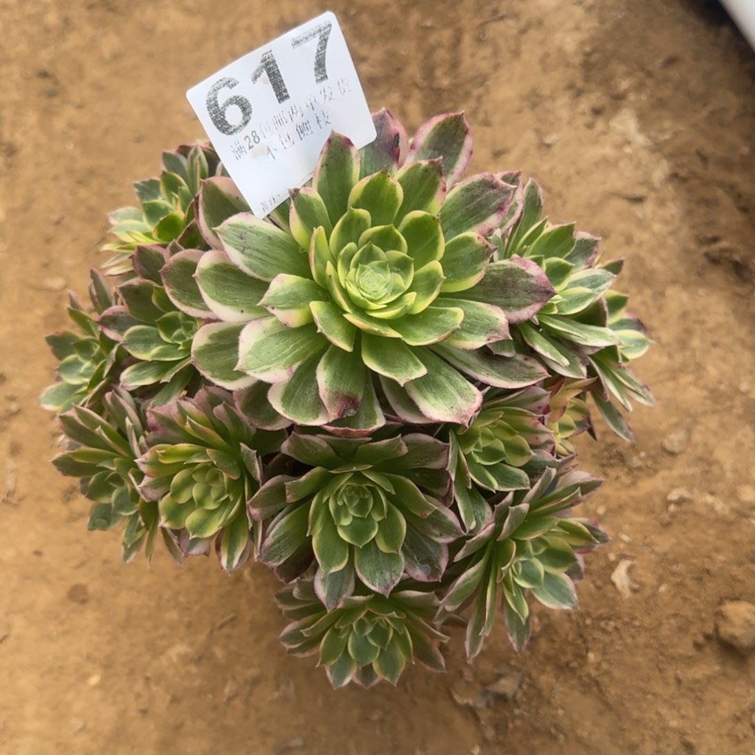 ?****秀617号海王福利不包损