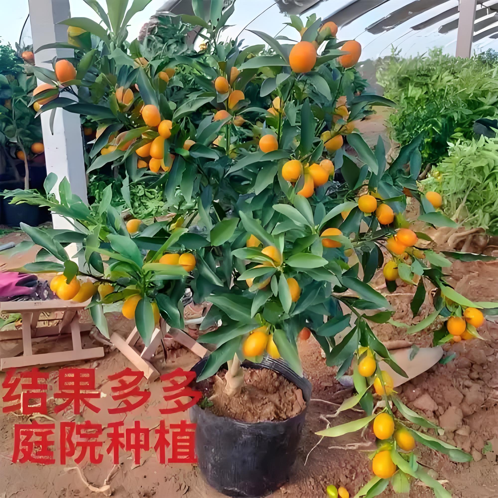 脆蜜金柑桔脆皮金桔树苗带果四季盆栽果树苗