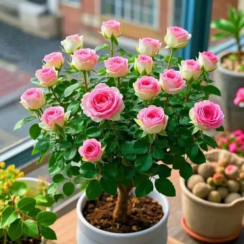 【夏日玫瑰】夏日爆花耐寒耐热好养活南北方种植阳台庭院盆栽地栽