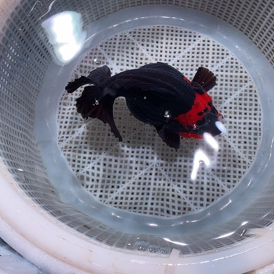 一***家海水鱼1条玛丽玛丽玛丽