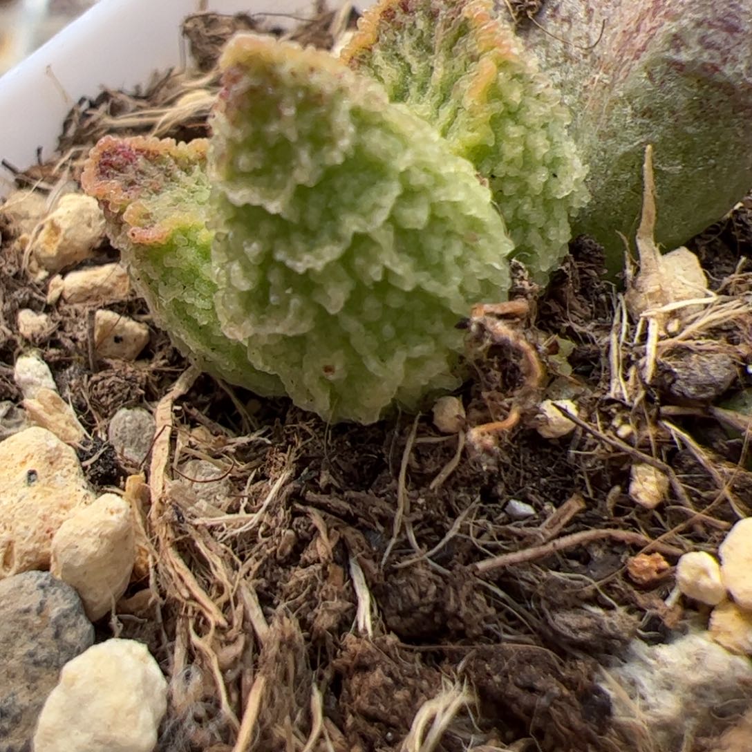 实生新品整颗多肉横向纹