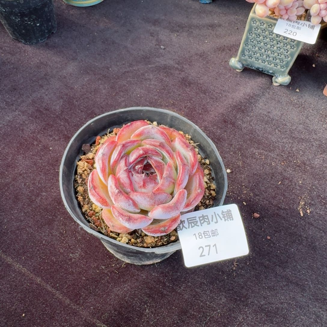 多肉植物  271  黑橙