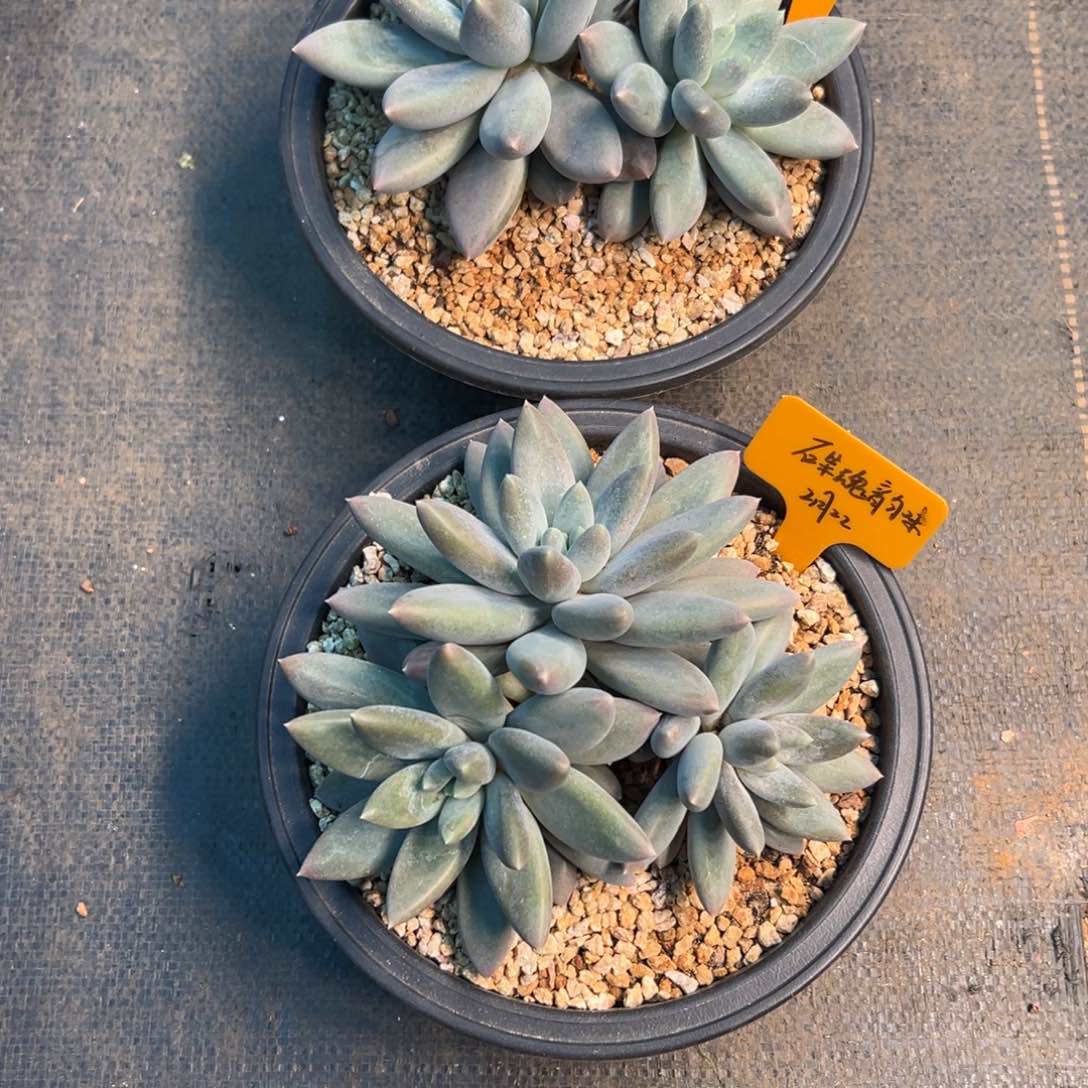 一物一拍链接，韵味，两颗寄养