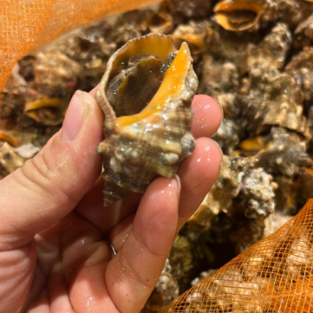 【大号】鲜活苦螺辣螺300g白灼盐焗超好吃