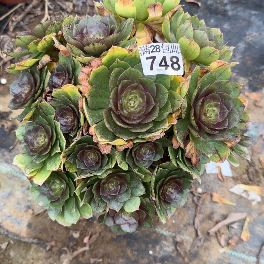万拉丝多肉748满28包邮断枝不包