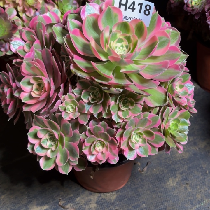 瑞妈，，。。。。418初恋，