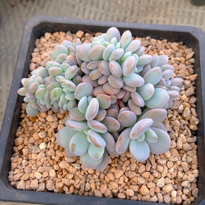 奥橙缀叶插豆豆寄养