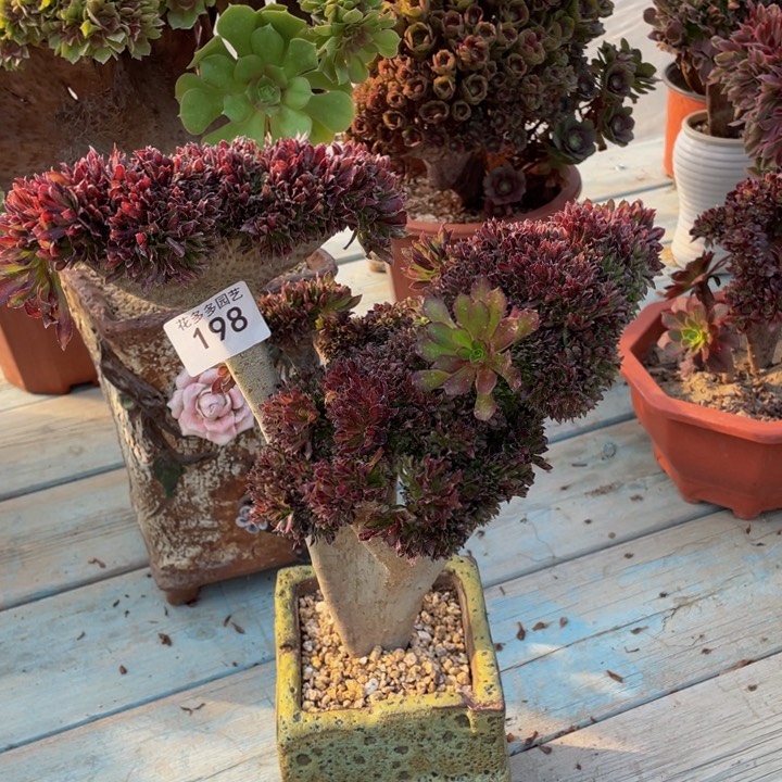 198号黑法师缀花