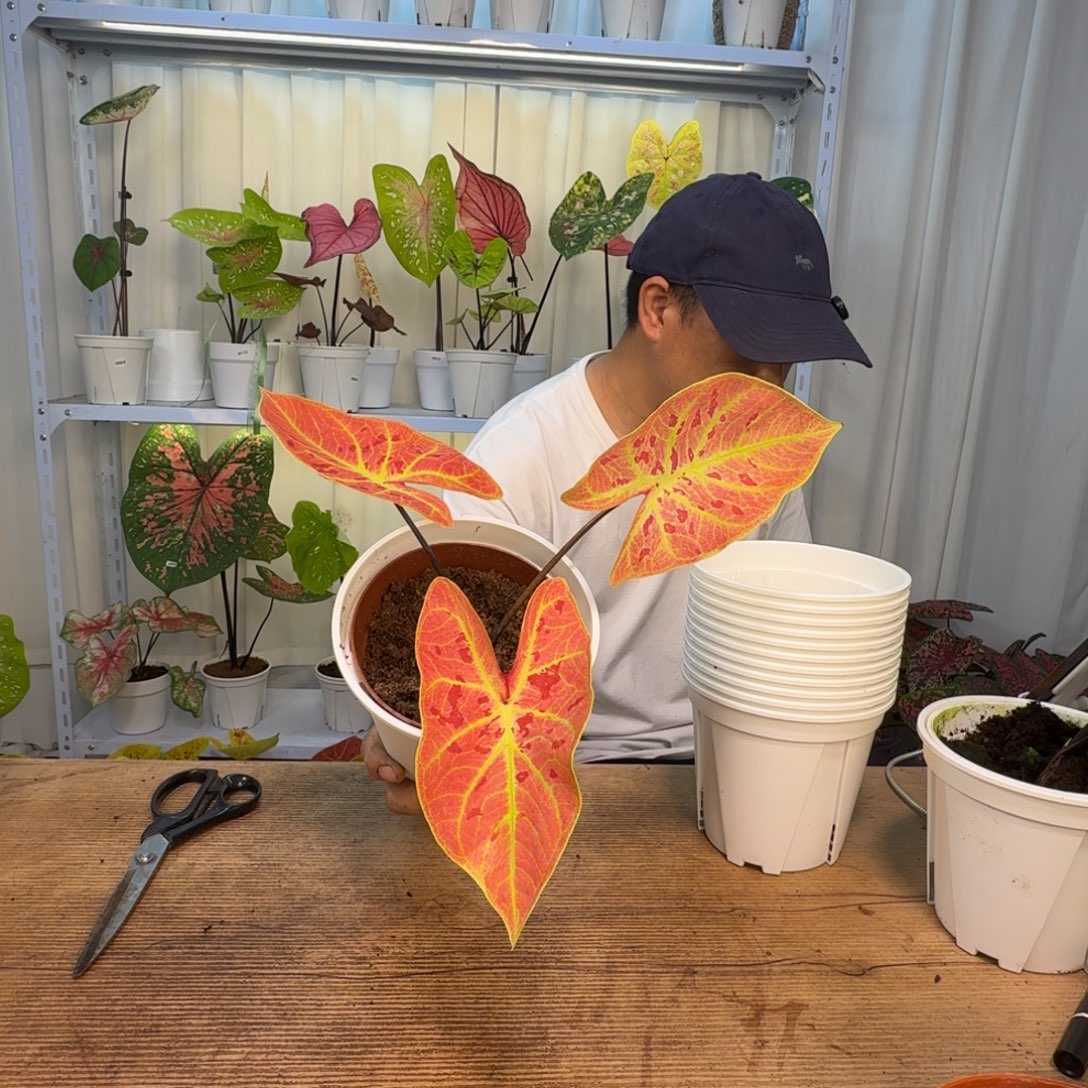 无花朵金灿   0681