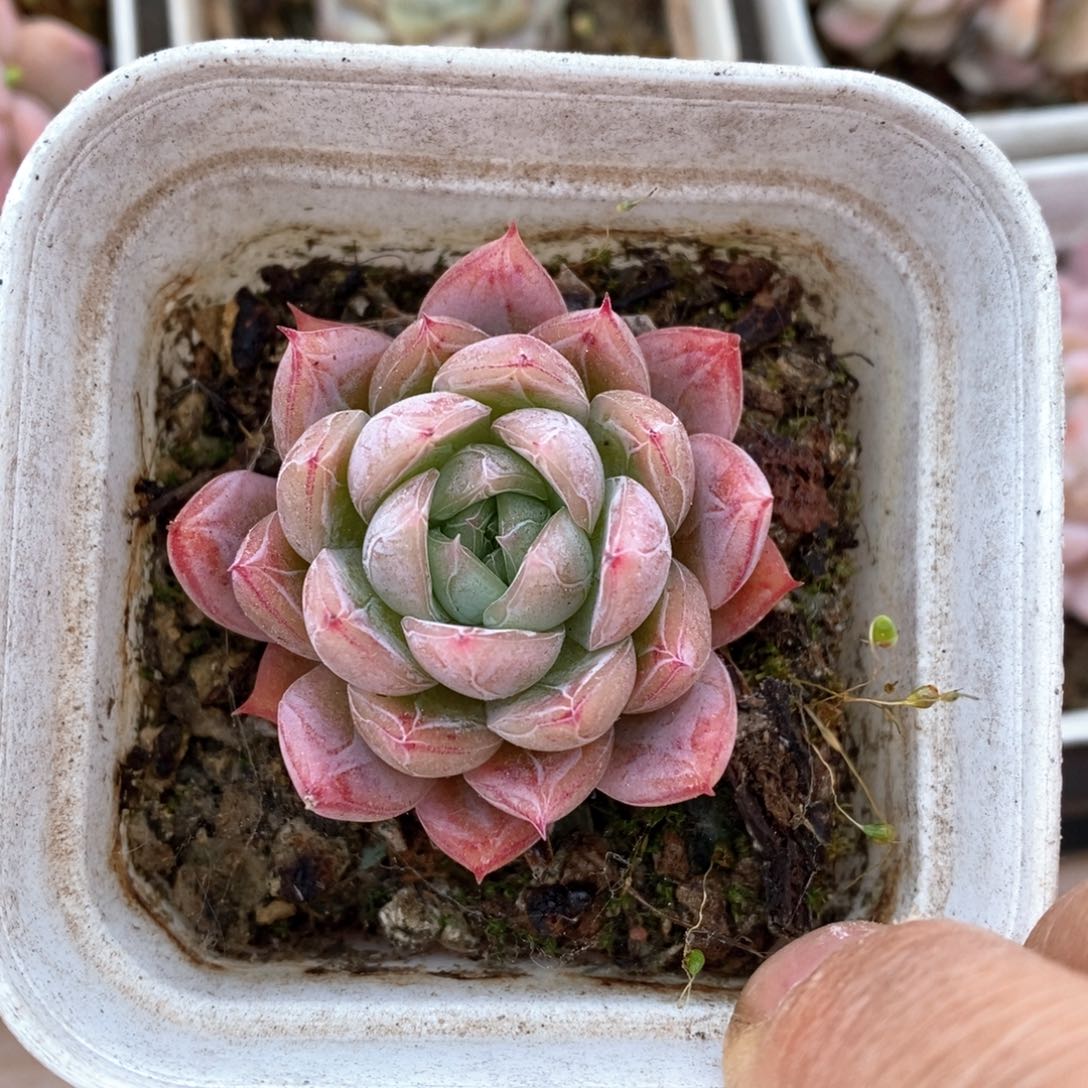 精品多肉一物一拍不包整188