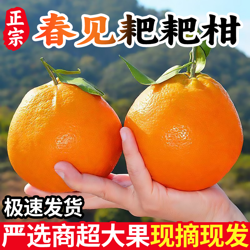 正宗四川春见耙耙柑新鲜当季水果鲜甜多汁产地直发-JY