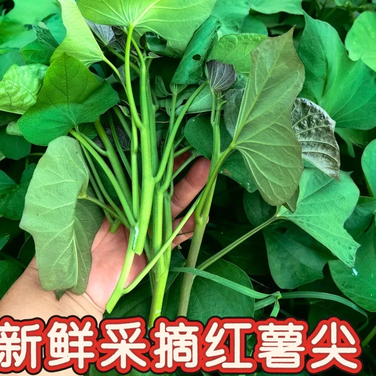 红薯尖红苕尖地瓜叶食用番薯叶嫩芽新鲜叶菜菜洋薯叶尖凉拌炒菜