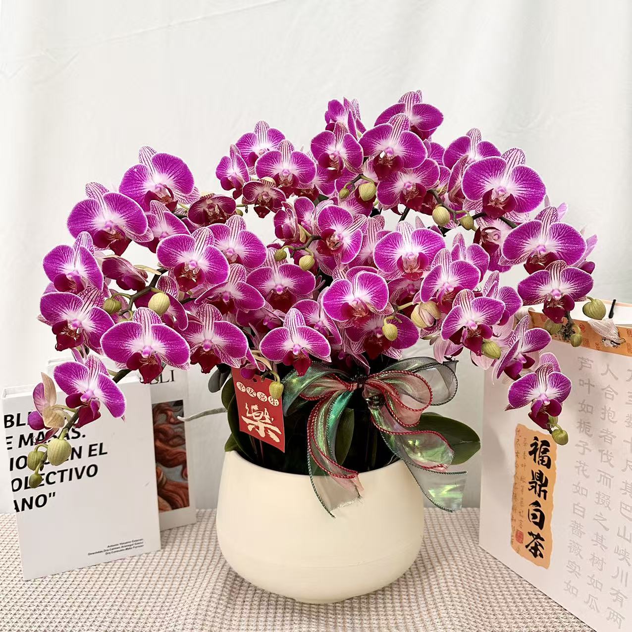 蝴蝶蘭【富贵鸟】高端独特色系花花 桌面精致款皮实好养
