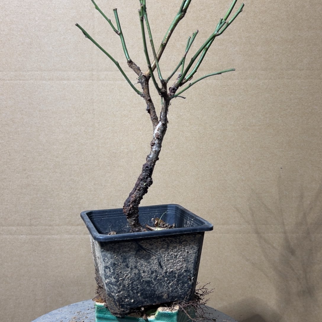 无花朵【7号原生龙游梅】原盆土发货