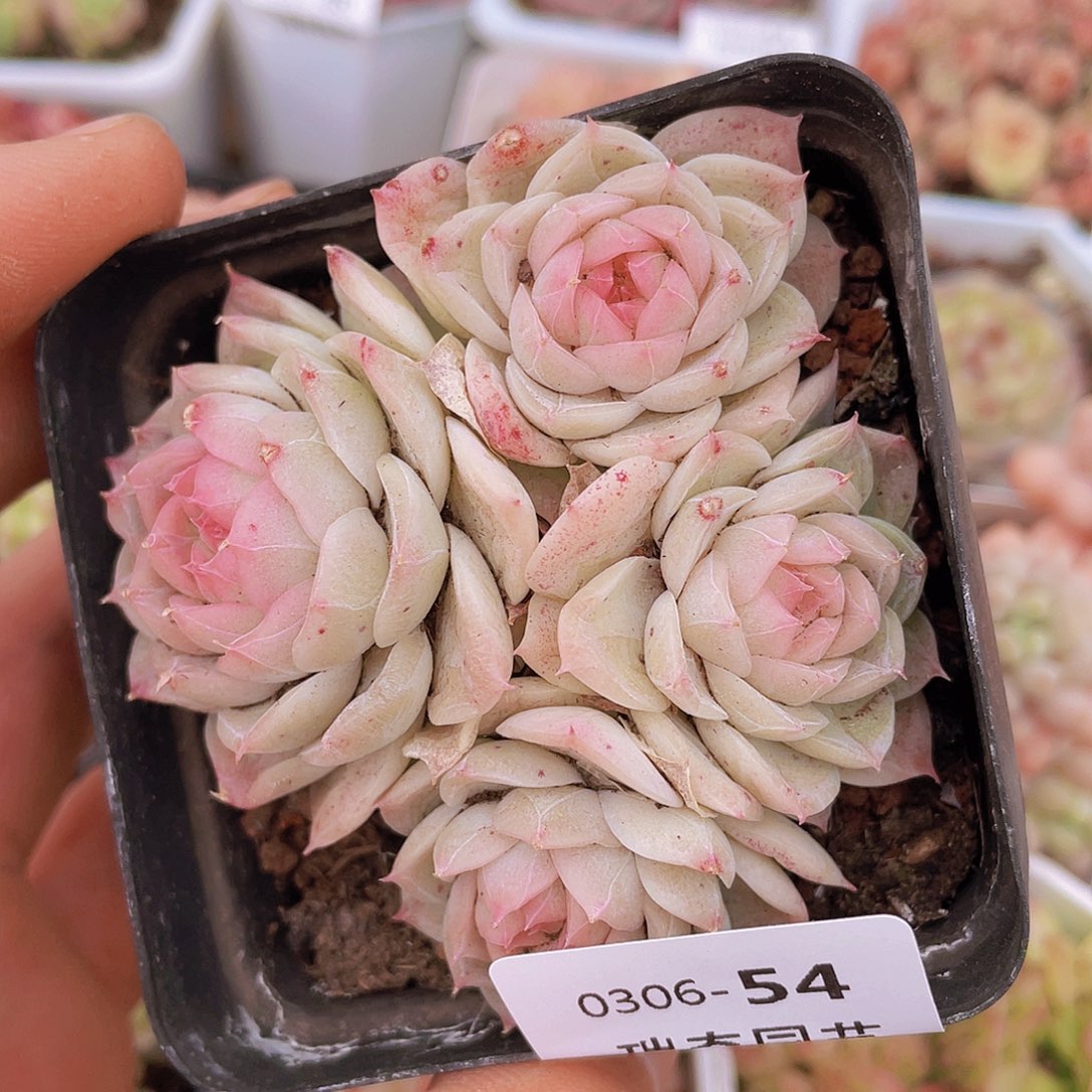 0000000000054一物一拍