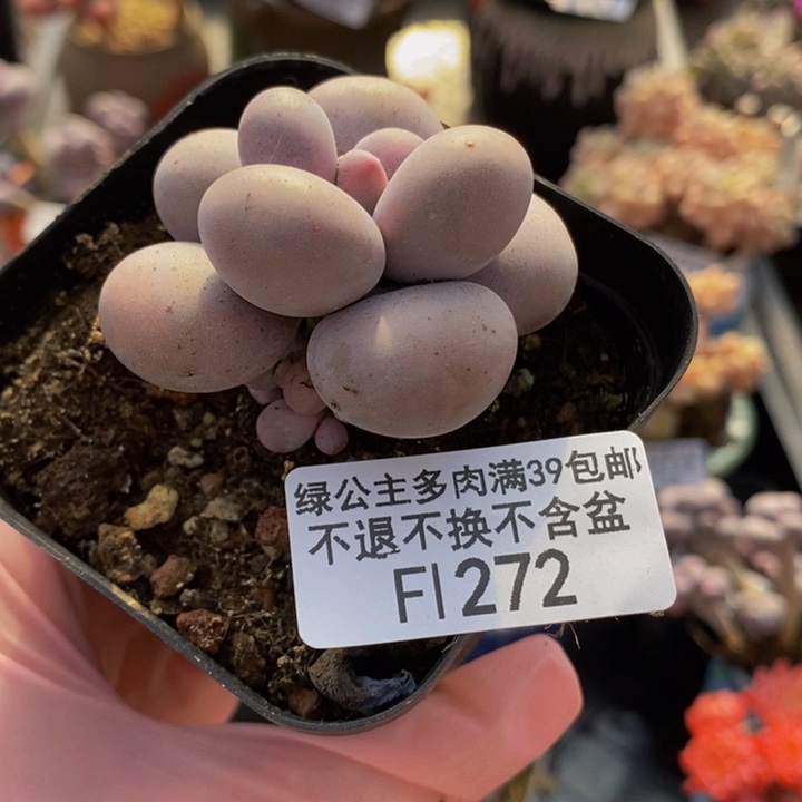 芭比奶洛单头272多肉植物