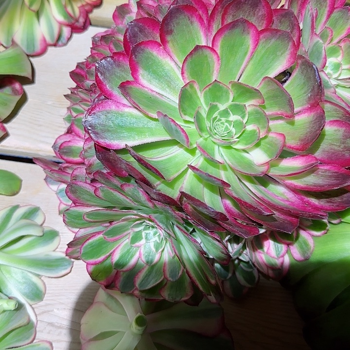 多肉 孔雀翎多肉法师植物