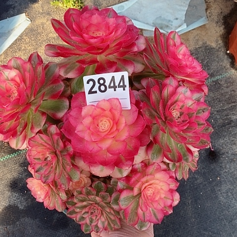 红陶2844倾城4冠22.3