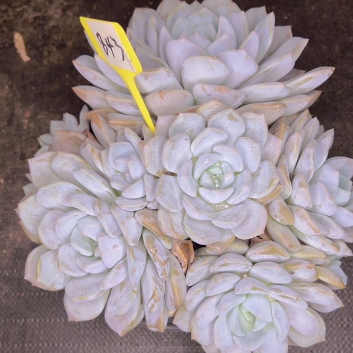 天****843/////////////////////