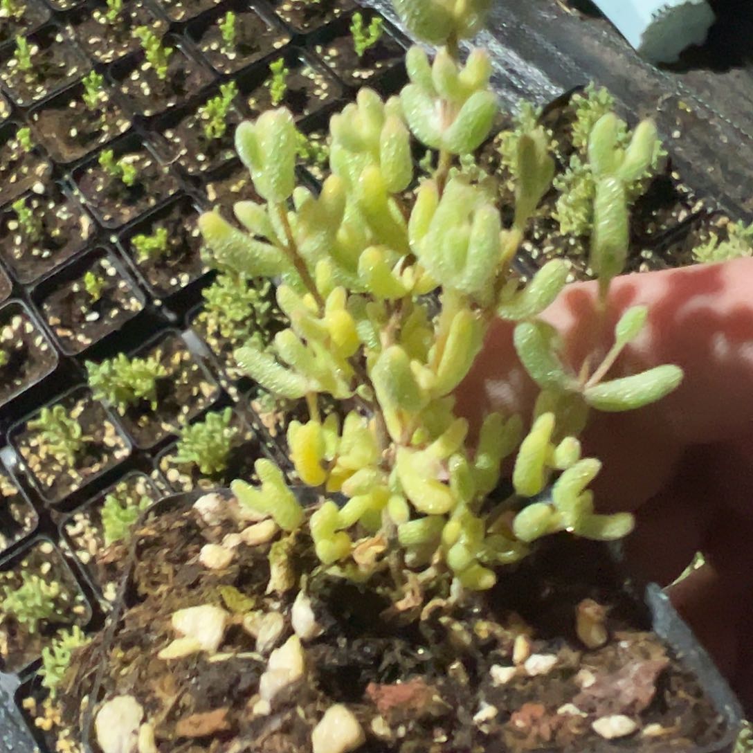 糖球奶油福伦锦老桩55杯