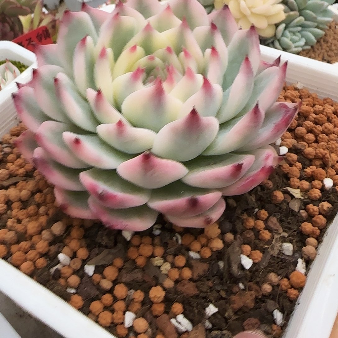 吉娃娃锦多肉植物