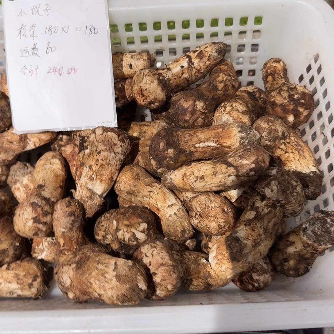 川***子菌子中国大陆菌子