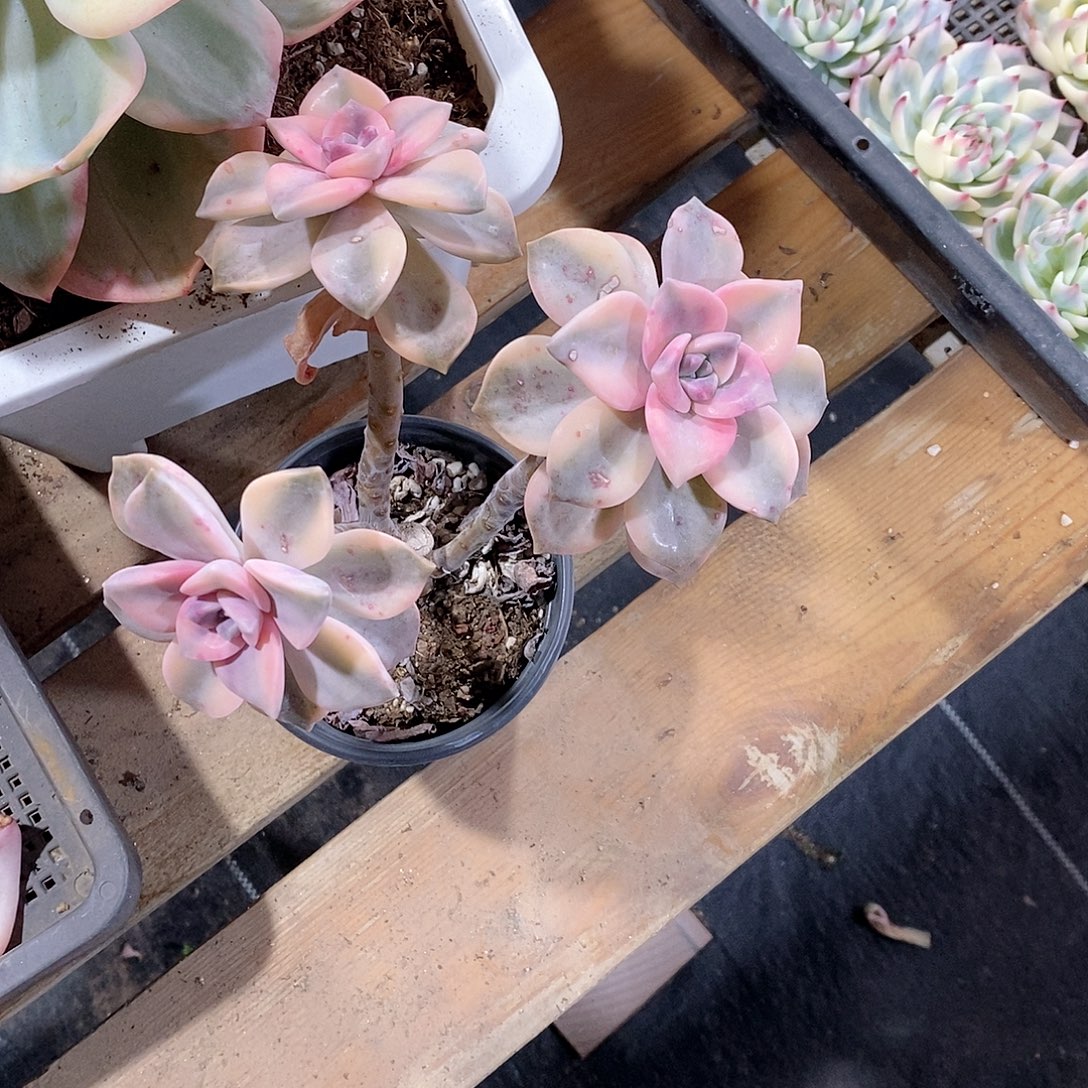 星***天紫了锦多肉植物的多肉