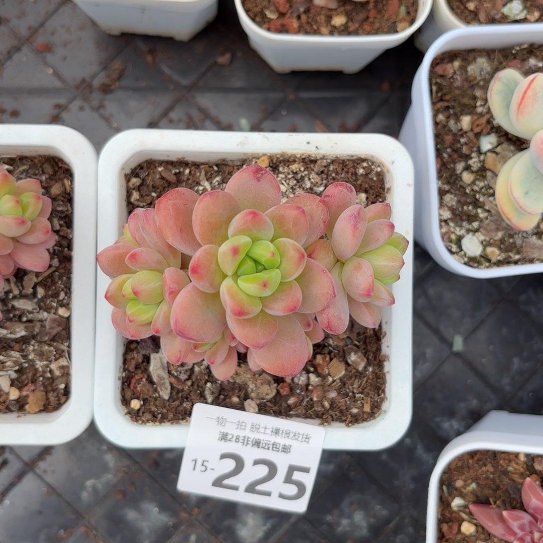 香格里拉老桩多肉多肉