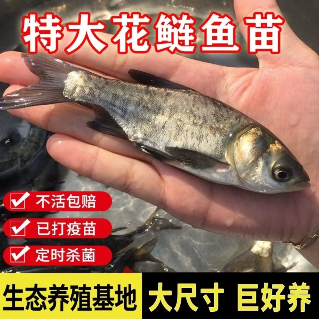 花鲢 宠物活体鱼水族 活体鱼