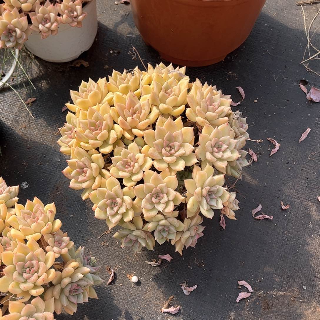 众****店璀璨多肉植物精华