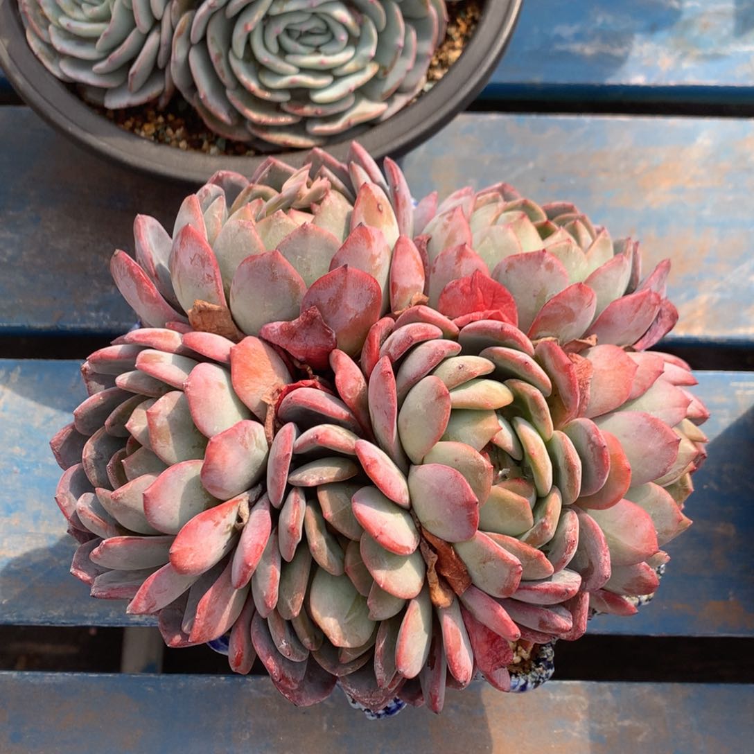 全明星老桩无砍一物一拍