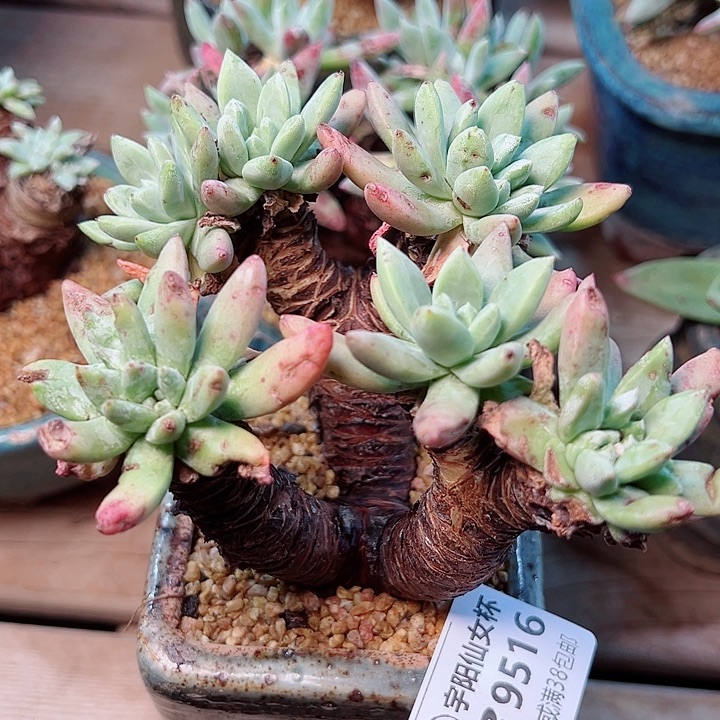 9516莫然一绿体苹果叶仙女杯多肉