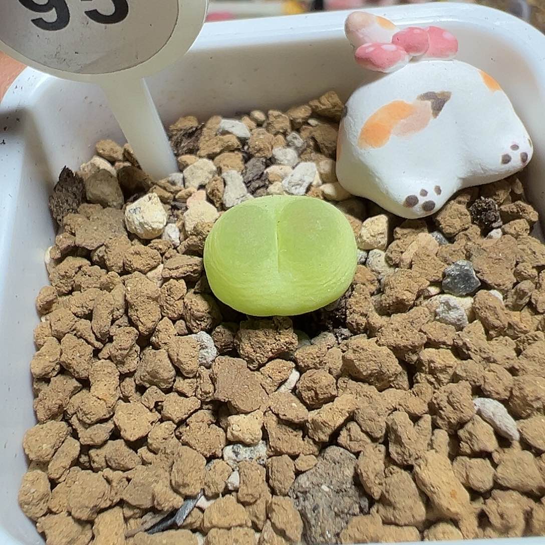 95号拉登尺寸1.3飞碟体